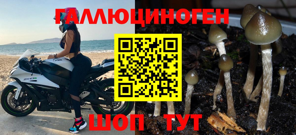 Псилоцибиновые грибы Psilocybine cubensis Малоярославец